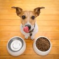 ÕPETLIK | Kui kaua püsib minu lemmiklooma toit värskena?