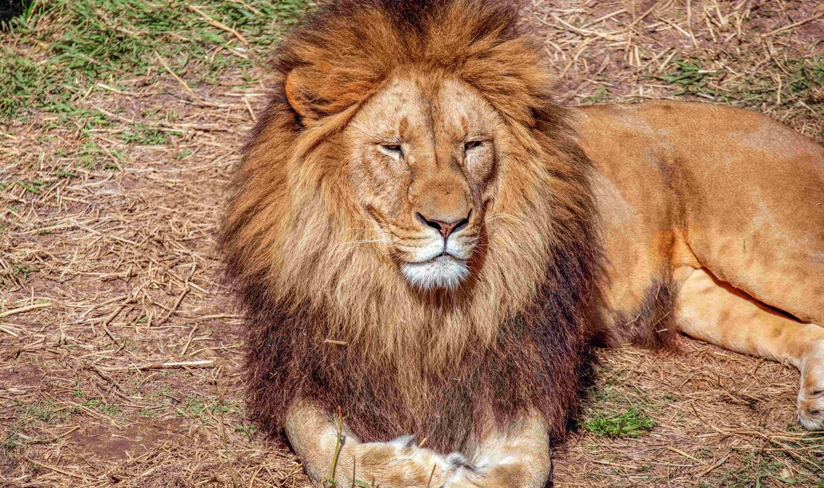 Eesti senised seadused võimaldavad lemmikloomana kasvõi lõvi pidada