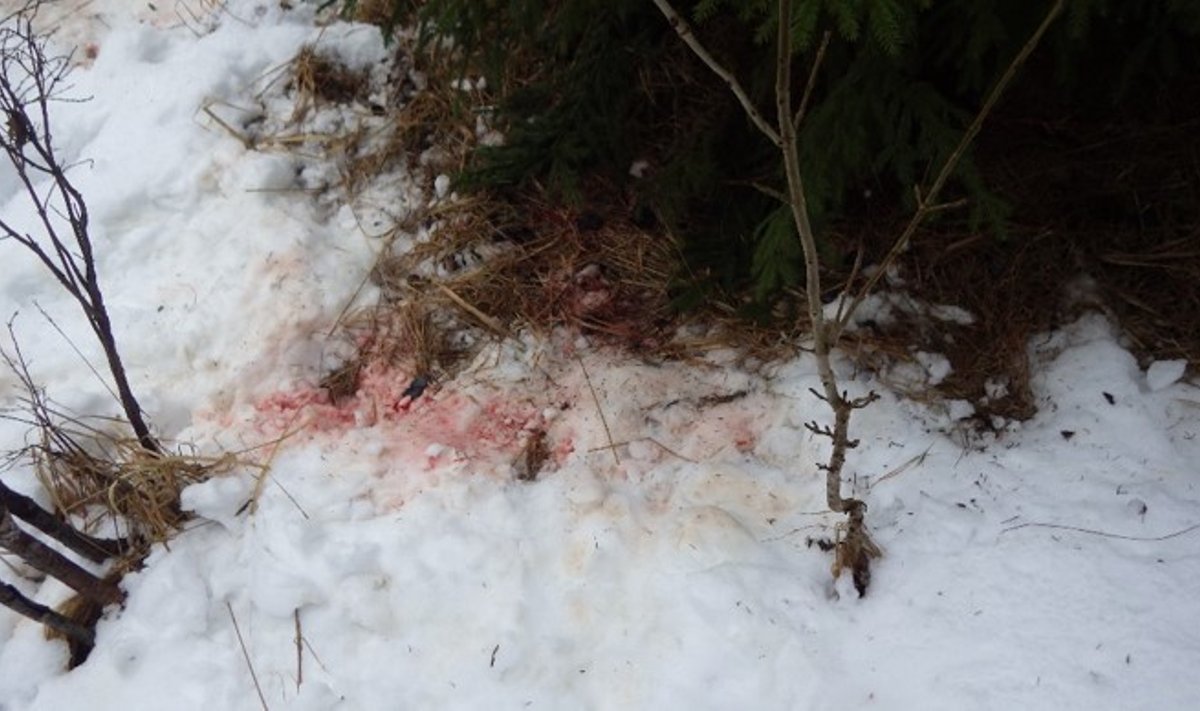 Verejäljed lumel kohas, kus lasti hunt.