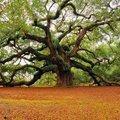 1500 aastane puu