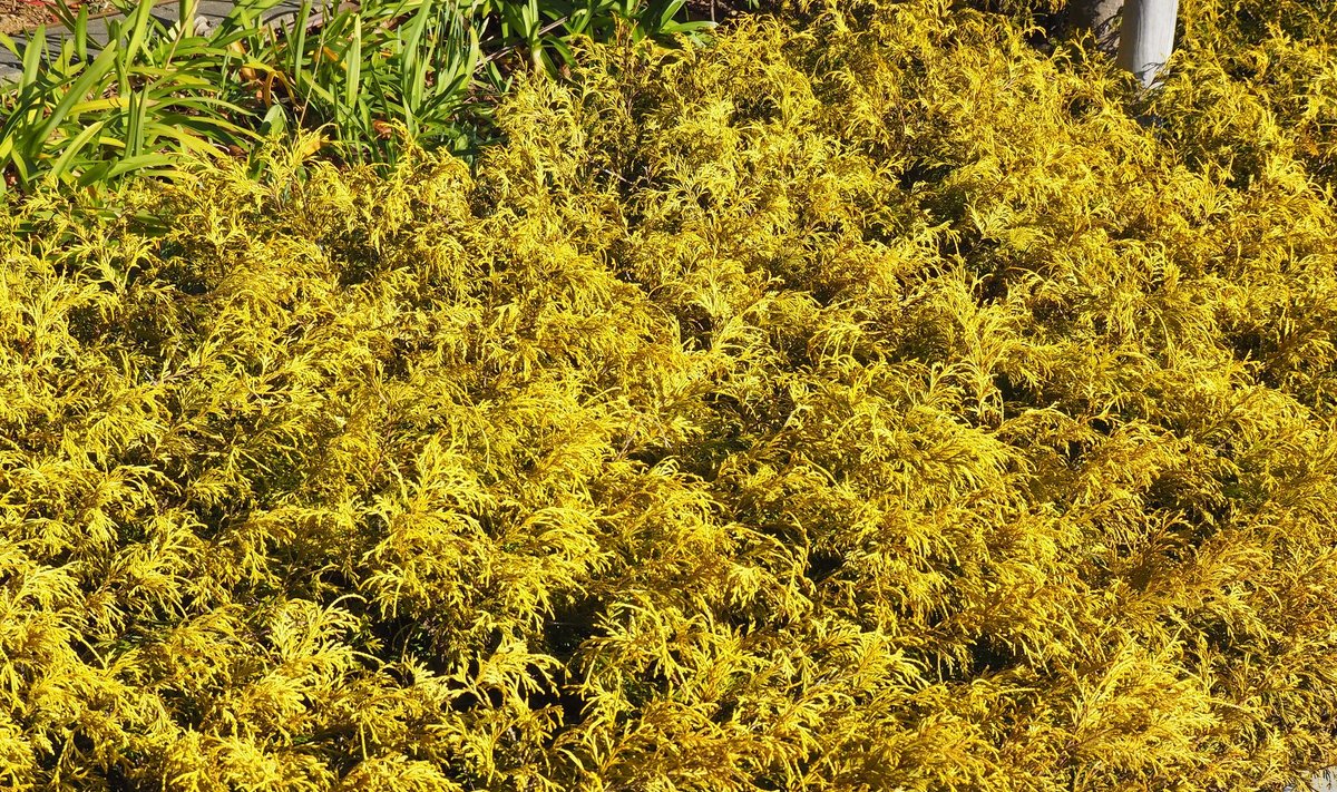 Mägi-ebaküpressi ‘Plumosa Aurea’ okkad on kevadel kuldkollased, hiljem rohekaskollased.