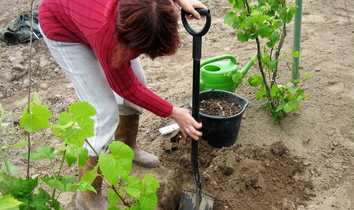 Istutamine. Juurepalli ümbert eemaldatakse kilekott, juurte ümbrusse pannakse paremat mulda.
