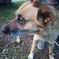 ФОТО И ВИДЕО | Владелец оставил старую и слепую собаку умирать в лесу