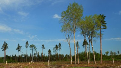 Seemnepuud ja säilikpuud on vajalikud metsa uuendamiseks, loodusliku mitmekesisuse tagamiseks ning lageraiest tuleneva keskkonnamõju leevendamiseks.