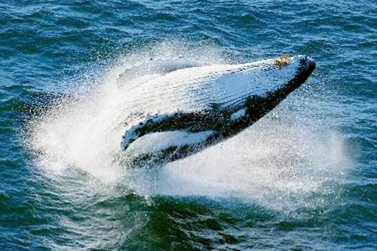 Grey whales often called friendly whales make. Горбатый кит чем опасен для человека.