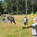 FOTOD: Abitus seisundis leitud merikotkas tervenes ja lasti vabadusse