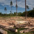 Лесопромышленность надеется увеличить объемы вырубки леса совместно с Eesti Energia