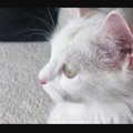 KIISUBLOGI | Tartu kass Ada on kasvanud lausa nii suureks, et omanik pidi tema liivakasti tükkideks monteerima
