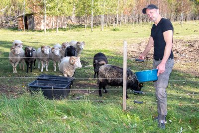 Ivar Einsoo ja tema lambad.