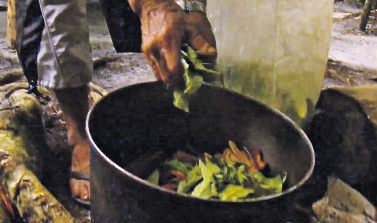 Vähemalt kahest eri taimest valmistatud ayahuasca-nimeline jook on väga halva maitsega. (kaader filmist)