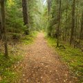 Head rahvusvahelist metsapäeva! Eestlased on metsarahvas ja matkaradadel käib usin liikumine