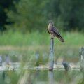 AINULT MAALEHES: 158 parimat loodusfotot