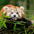 KURIOOSUM | Belfasti loomaaiast läks kaduma punane panda