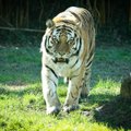 Pootsman nälga ei jää: Eesti firma toetab Itaalia loomaaias viibivat tiigrit 7200 euroga