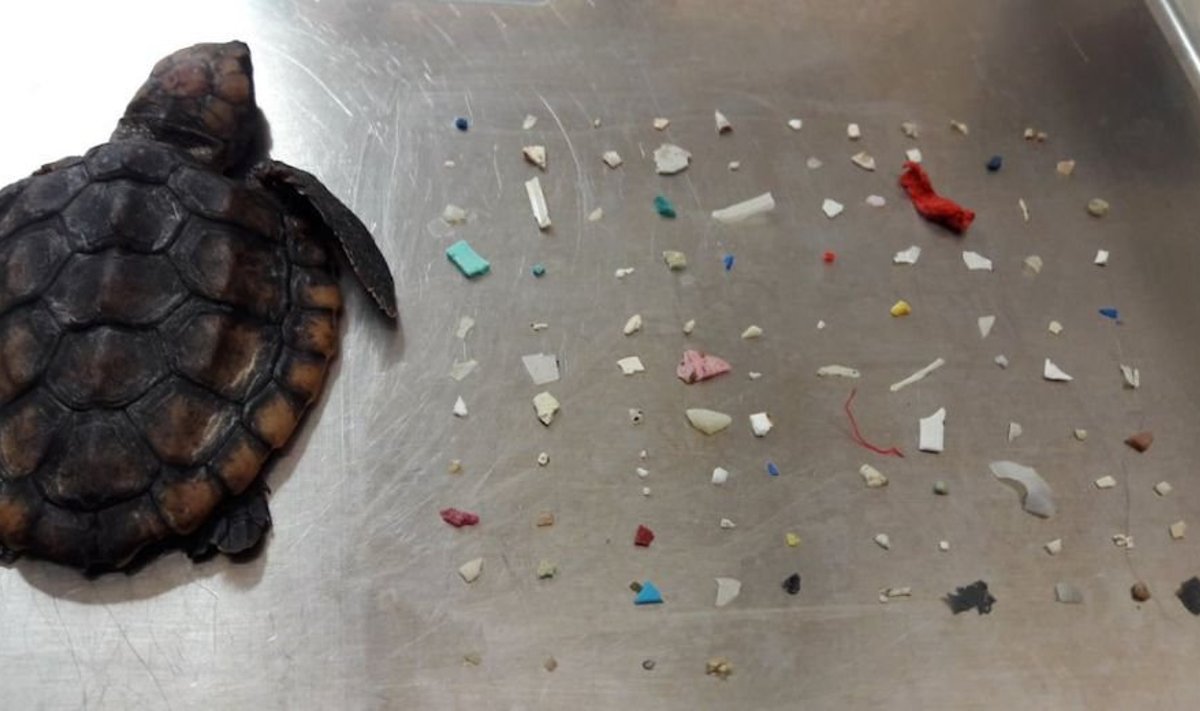 livescience.com: ©City of Boca Raton, Gumbo Limbo Nature Center
