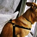 Äikesekartus: kuidas aidata ja õpetada koera, kes kardab äikest?