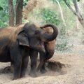 Üks suur oht elevantidele - tee