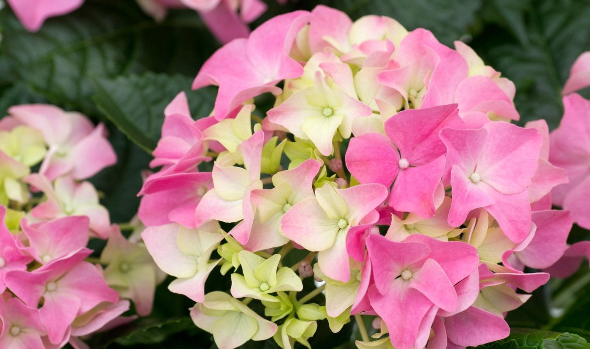 Laialeheline hortensia vajab kindlasti katmist