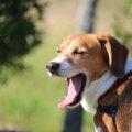 Kahe energilise koera omanik: võttis seest õõnsaks, kui sain teada, mis koer see beagle tegelikult on