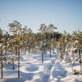 Keskkonnaühendused: Eesti seisukohad EL-i kliimapaketi osas kaitsevad metsatööstust, mitte metsa