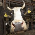 Ида-вируская фирма Järve прекращает производство молока
