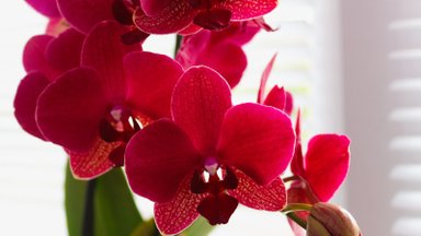Таинственные райские птицы в цветочных горшках: все об уходе за королевами цветов — орхидеями