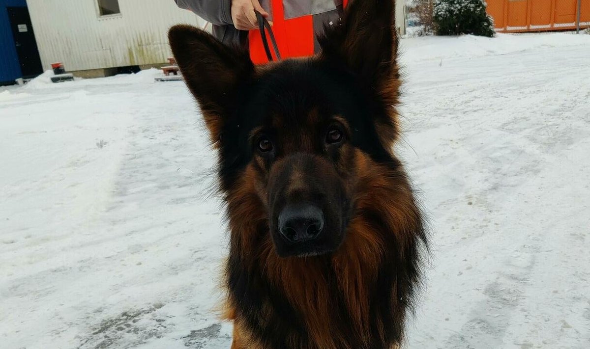 Rocco koduotsingu kuulutus on siiani üleval varjupaiga kodulehel