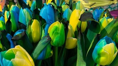 Правда ли, что в Нидерландах вывели новый сорт тюльпанов в цветах украинского флага?