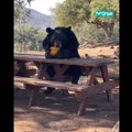 LÕBUS VIDEO | Täpselt nagu inimene! Karu istub tsiviliseeritult laua taha einestama