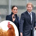 Kas teadsid, et kana mängib prints Harry pereõnnes olulist rolli?