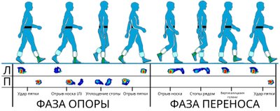 Фазы ходьбы и распределение нагрузки на стопы при ходьбе с сенсорными стельками