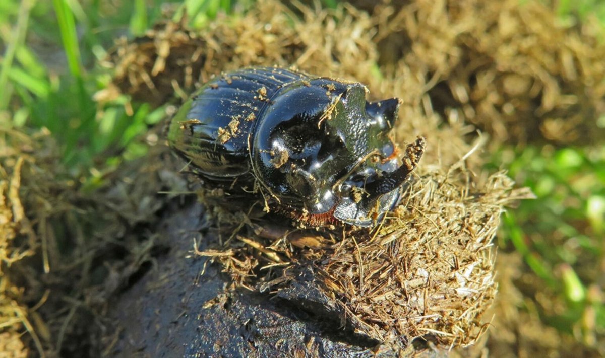 Sarviline sõnnikumardikas (Copris Lunaris)