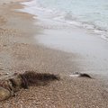 Грустное зрелище: в Черном море из-за войны массово гибнут дельфины