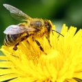Taimekaitsemürgid võivad võtta mesilastelt oskuse sumiseda