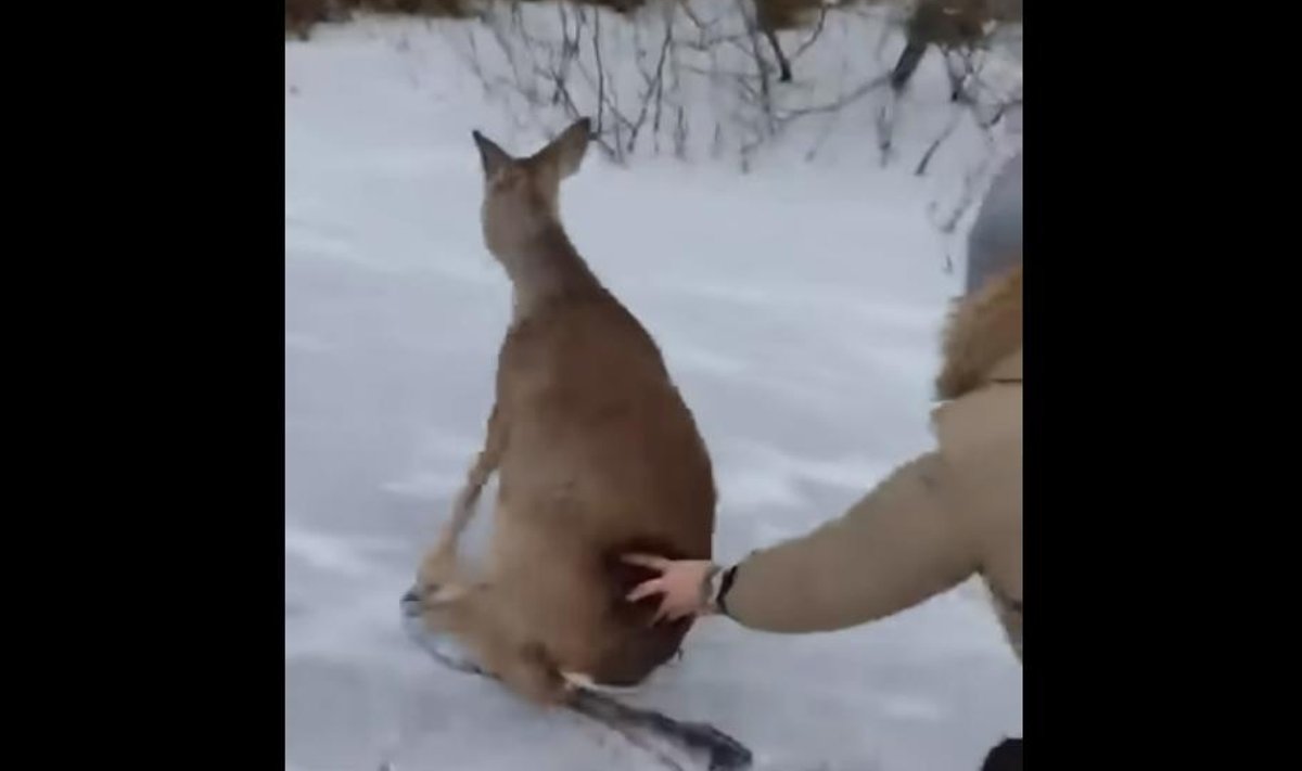 Kitse päästmine.
