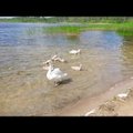 ARMAS VIDEO | Luigepere asjatab Klooga järvel oma seitsme järeltulijaga