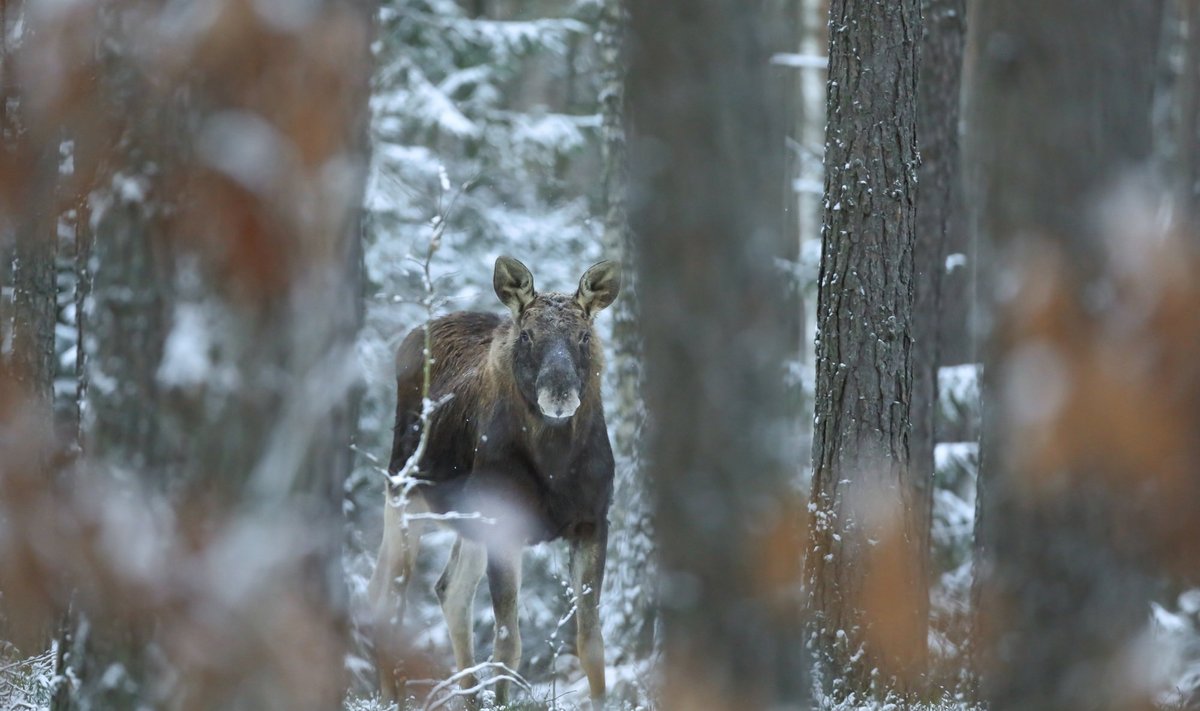 Pildil olev põder ei ole Läti sündmuste keskmes olnud.