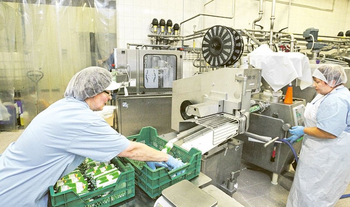 Aili Klein ja Laima Laurson pakendavad Põltsamaa Meierei juustutööstuses iga päev tonnide viisi ricotta’t.