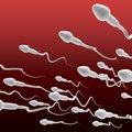 Tõsine probleem: mida teha, kui spermal on stress?