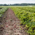 Valitsus ulatas abikäe – palgatoetust saab neli maasikakorjajat