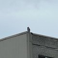 ФОТО | На крыше многоэтажки в Ыйсмяэ замечены совы. Что делают лесные птицы в спальном районе?