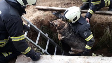 ФОТОНОВОСТЬ | Спасатели помогли собаке выбраться из могилы