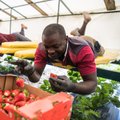 Ukrainlaste asemel korjavad maasikaid nigeerlased ja hindud