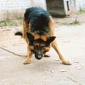 Loomakaitsjad pakuvad koerte ketispidamise keelustamisel üleminekuaega