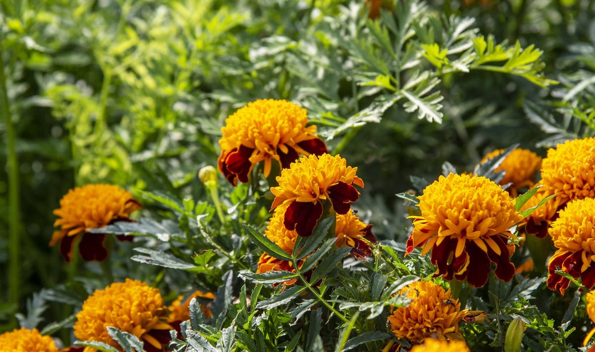 Peiulill ehk tagetes on ilus ja kasulik ka köögiviljapeenral.