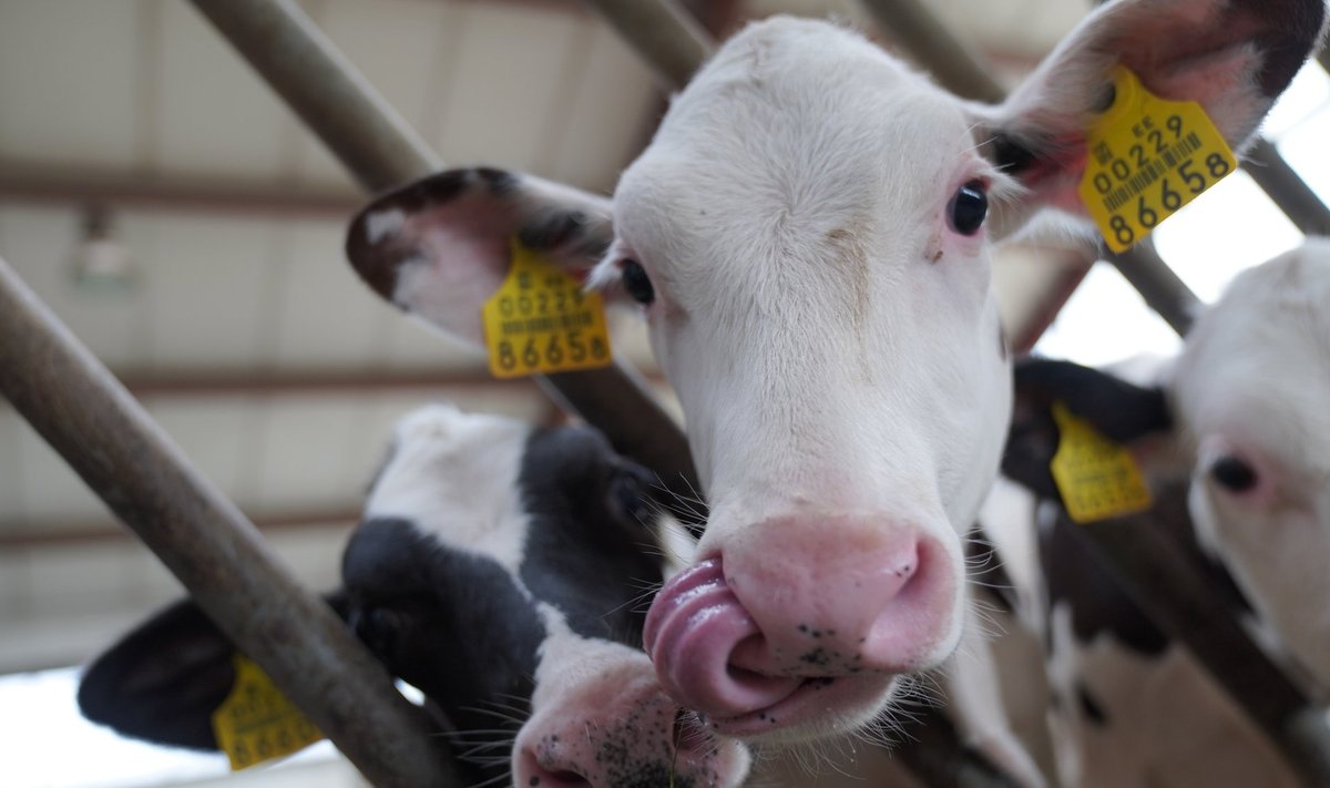 Lääne-Virumaa Vetiku piimafarmi lehmad on piima madala kokkuostuhinna ja koroona tõttu toonud peremees Aleksandr Virolainenile mitukümmend tuhat eurot kahju.