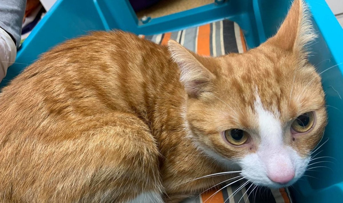 Haabersti loomakliinikusse toodud kass, kellest omanik soovis allergiale viidates vabaneda