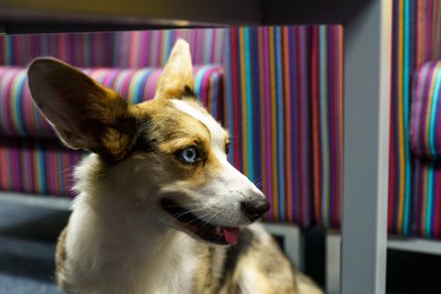 Corgi Miina
