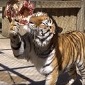 VIDEO | Amuuri tiiger Pootsmanil on sünnipäev ja peolt ei puudu ka vägev kingitus