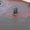 ВИДЕО: Слоны из Таллиннского зоопарка резвятся под проливным дождем